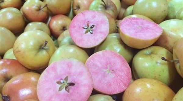 هل شاهدت تفاحاً قشرته برتقالية وداخله وردي؟