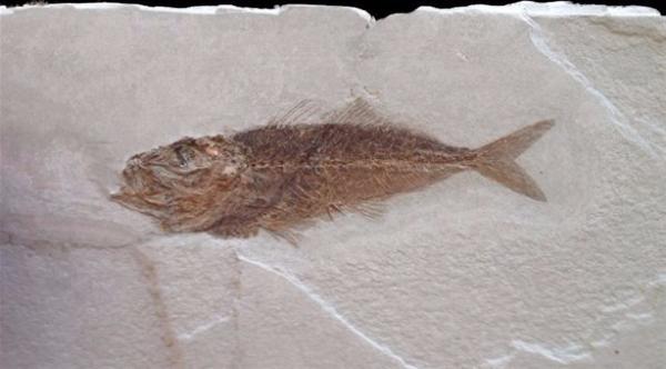 اكتشاف حفرية لسمكة ترجع لـ150 مليون عام في تايلاند