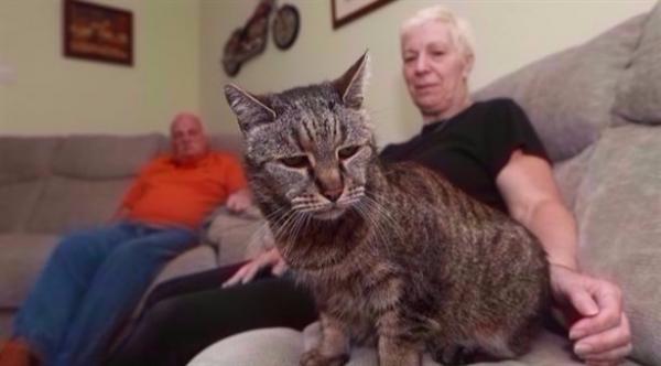 نفوق أكبر قط في العالم.. كم يبلغ عمره؟