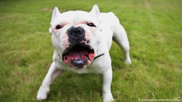 العثور على جراء صغيرة نافقة على متن طائرة أوكرانية!