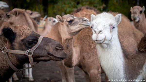 السعودية تلاحق حقن البوتوكس في مسابقة جمال الإبل