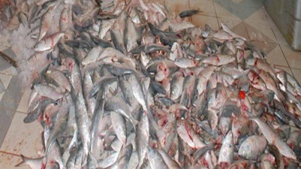 مافيا دولية تغرق  البيضاء بأسماك فاسدة