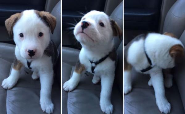 بالفيديو: 7 ملايين مشاهدة لجرو يصاب بـ"الحازوقة"