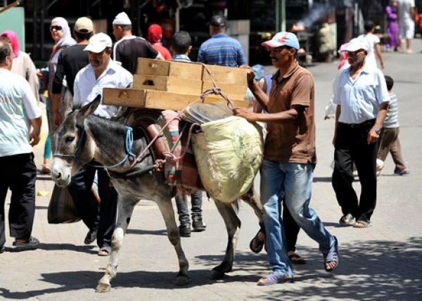 سلطات الدار البيضاء تستعين بالغرامات لتطهير المدينة من الدواب والمواشي