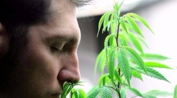 علاج السرطان بالقنب.. ضجة فارغة أم أمل؟