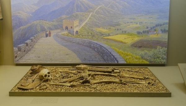 قرار بإزالة جميع البقايا البشرية في أعرق متحف بنيويورك