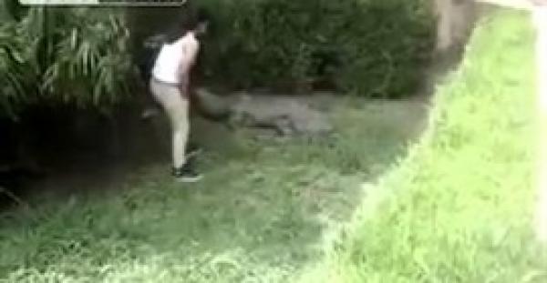 بالفيديو.. فتاة تدخل حظيرة تمساح وتنجو بأعجوبة