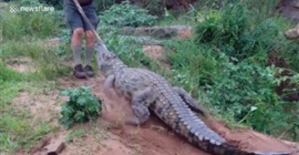 بالفيديو.. لحظة هجوم تمساح ضخم على رجل