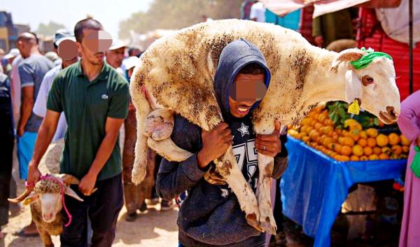 مع اقتراب "العيد".. مخاوف المغاربة تتزايد بسبب ارتفاع أسعار "الأضاحي" والتزامات الحكومة باتت على محك حقيقي
