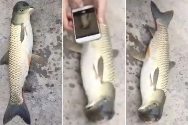 بالفيديو: هل هذه أغرب سمكة على الإطلاق؟