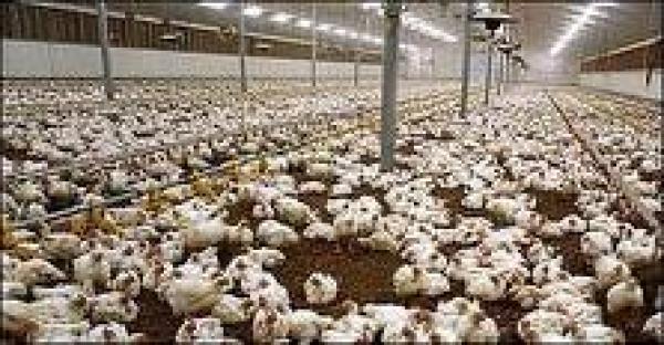 أكادير: أسعارالدجاج في تصاعد بالأسواق المحلية والمستهلك أكبر المتضررين‏