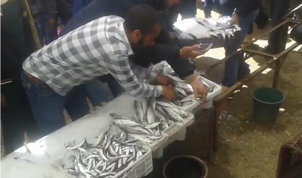 مقاطعة السمك تصل الى مقريصات ، والتعامل معها كان من نوع آخر