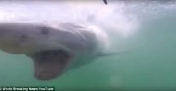 بالفيديو والصور.. قرش ينطلق كالقذيفة نحو غواص بجنوب أفريقيا