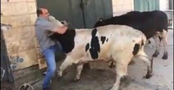 بالفيديو.. جزار يذبح 3 عجول بطريقة المصارعة الحرة