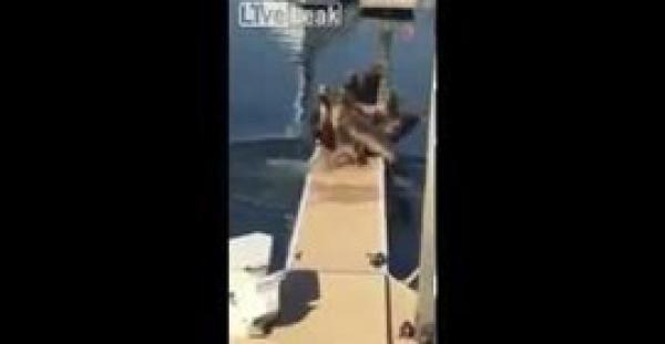 بالفيديو.. كلب يقهر 8 أسود بحر ويجبرهم على الفرار