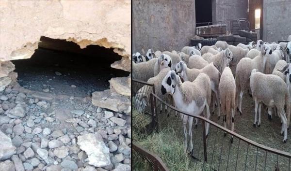 قبل أيام من عيد الأضحى ..عصابة "الفراقشية" تضرب بقوة وتسرق 30 خروفا من إحدى الحظائر