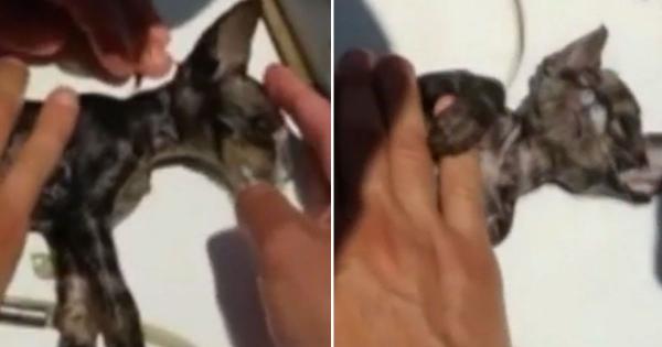 بالفيديو: قطة تعود للحياة بفضل خفر السواحل