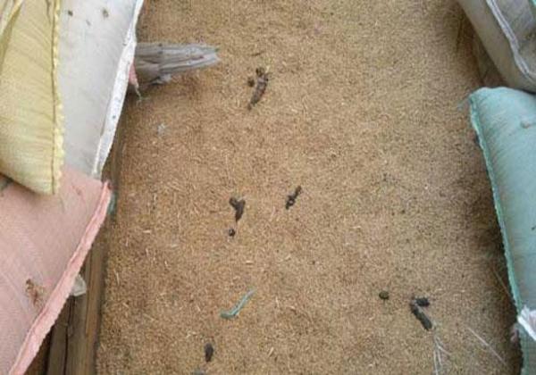 تطورات مثيرة في قضية ضبط 900 طن من القمح غير الصالح للاستهلاك البشري داخل مطحنة بمكناس