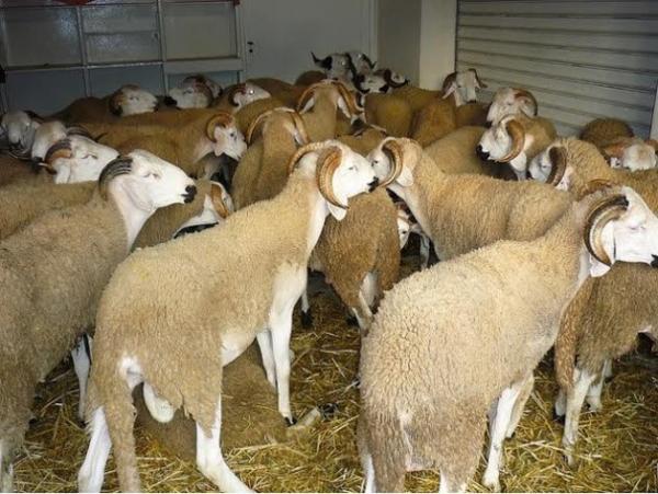 عيد الأضحى على الأبواب وسط مخاوف من تكرار سيناريو الأسعار "الخيالية"