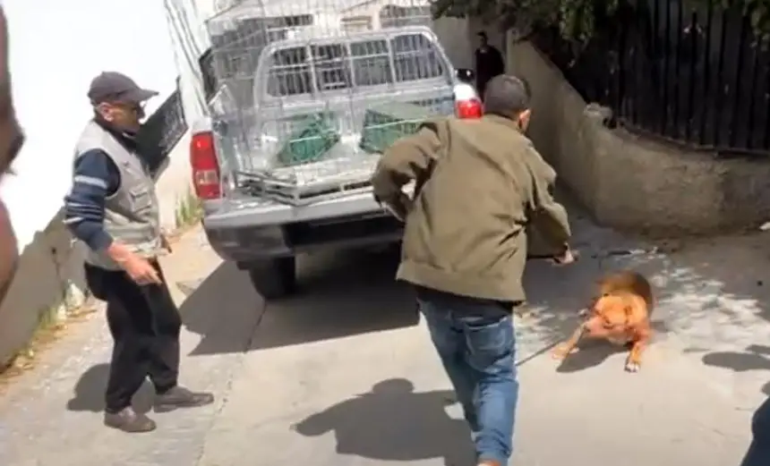 كلاب تنقلب على صاحبها داخل منزله بطنجة وتنهي حياته