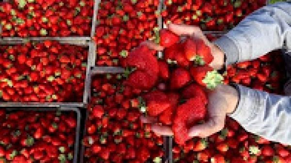 ارتفاع صادرات المغرب من الفواكه الحمراء