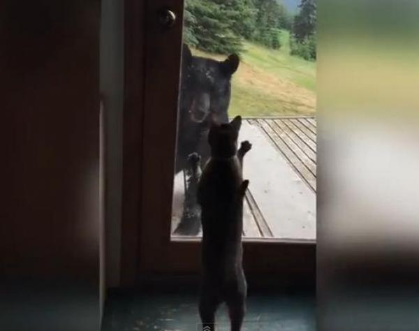 بالفيديو: قط شجاع يثير رعب دب ضخم