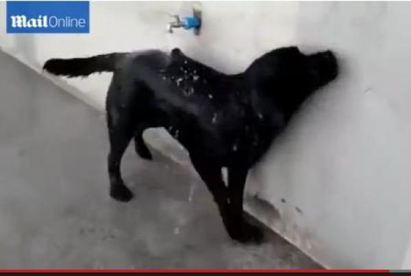 بالفيديو: كلبة تُعلم نفسها الاستحمام