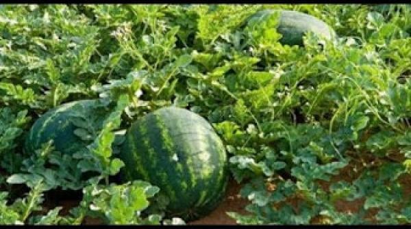 ما لا تعرفونه عن "دلاح شيشاوة"