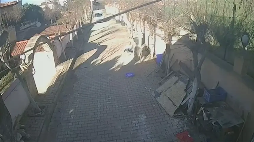 .. كبش شرس في تركيا يهاجم صاحبه لعدة دقائق وعدسات الكاميرا توثق الواقعة (فيديو)