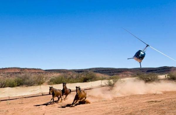 خطة لإعدام الخيول البرية في أستراليا