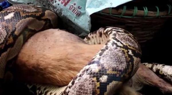 بالفيديو: أفعى ضخمة تلتهم كلباً تحت أنظار صاحبته
