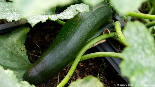 الكوسة مفيدة لكنها قد تصبح قاتلة!