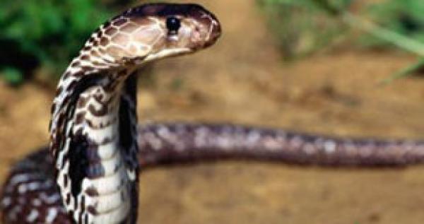 حية تقتل ساحراً كينياً وتودعه عند قبره