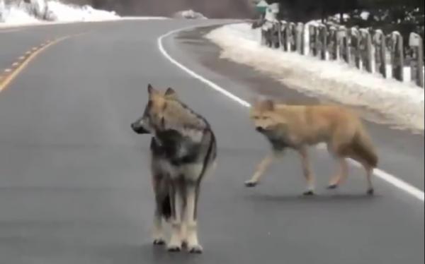 ذئب يعترض طريق السيارات  حتى يسمح لرفاقه بالمرور