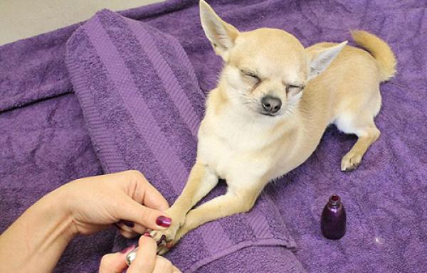 بالصور ... بيوتي سنتر للحيوانات الأليفة المدللة