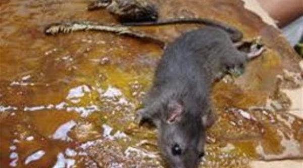 فأر يغرم سلسلة مطاعم 91 ألف دولار