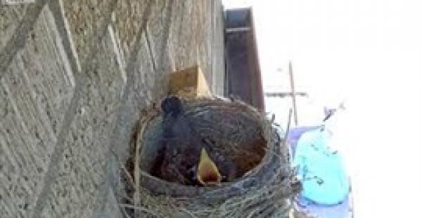 صقر يخطف فرخين من عشهما (فيديو)