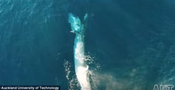 بالفيديو .. لقطات نادرة لحوت طوله 12 مترا يطعم صغيره