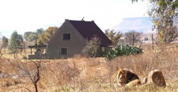 منزل فريد للسياح في جنوب أفريقيا جيرانه 77 أسدا