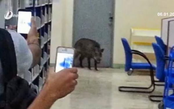 بالفيديو: خنزير بري يقتحم مكتبة