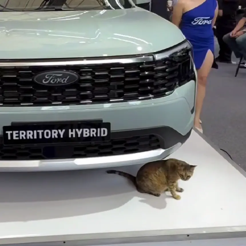 مشهد طريف لظهور قطة أثناء تقديم سيارة فارهة في الفلبين(فيديو)
