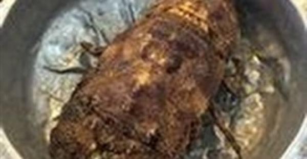 بالفيديو.. «كابوريا» على قيد الحياة بعد تقطيعه لنصفين بسكين