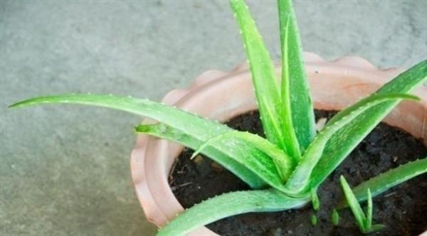 4 نباتات تساعد على النوم بعمق