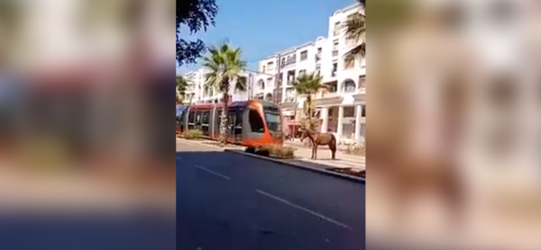 "حمار" يتسبب في عرقلة "طرامواي الدار البيضاء