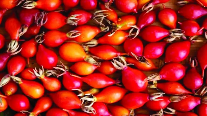 ثمرُ الورد… فاكهةٌ شتوية تعزّز المناعة وتنعش البشرة