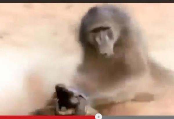 بالفيديو: قرد يُنقذ صغيره من قبضة تمساح بعد صراع دامٍ