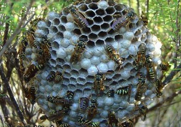 أسراب الدبابير تهاجم قرى غربى الصين وتودى بحياة 19