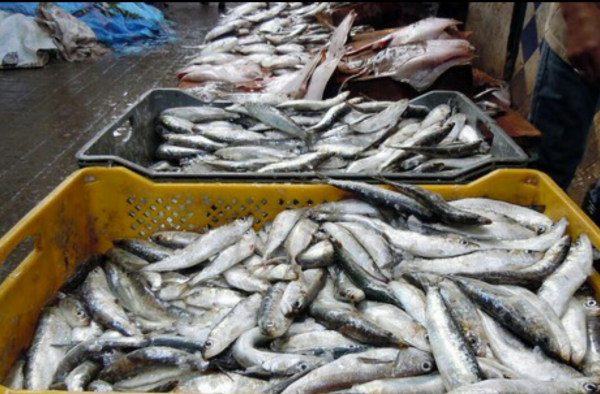 خبراء التغذية ينصحون به على مائدة رمضان.. لماذا يُعد السمك خيارًا مثاليًا عند الإفطار؟