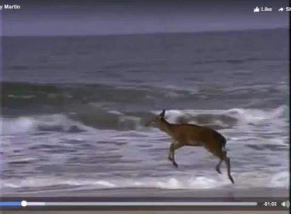 بالفيديو: رد فعل غزال يرى البحر للمرة الأولى