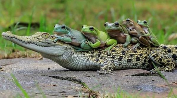 بالصور: تمساح يسمح لضفادع بتوصيلة مجانية على ظهره
